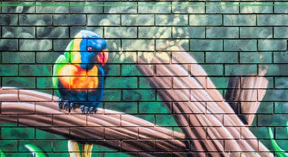 lorikeet mural art
